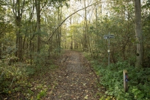 Herfst in het Harderbos