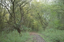 Herfst in het Harderbos