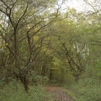 Herfst in het Harderbos