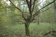 Herfst in het Harderbos