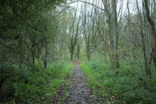 Herfst in het Harderbos