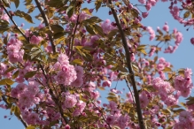 Voorjaar - Biddingbos