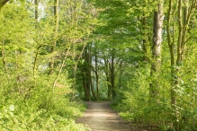 Voorjaar - Biddingbos