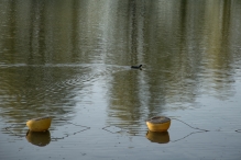 Voorjaar - Biddingbos