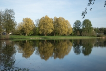 Voorjaar - Biddingbos