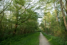 Voorjaar - Biddingbos