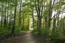 Voorjaar - Biddingbos
