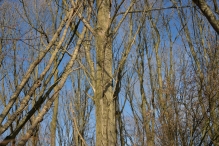 Zonnige Eerste Kerstdag