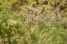 Harderbos tussen zomer en herfst
