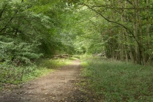 Harderbos tussen zomer en herfst