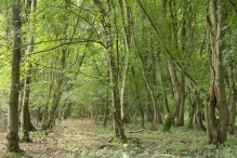 Harderbos tussen zomer en herfst