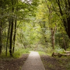 Harderbos tussen zomer en herfst