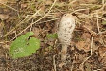Harderbos tussen zomer en herfst
