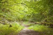 Harderbos tussen zomer en herfst