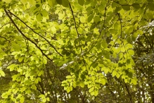 Harderbos tussen zomer en herfst