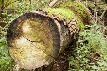 Harderbos tussen zomer en herfst