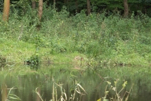 Harderbos tussen zomer en herfst