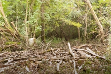 Harderbos tussen zomer en herfst