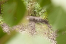 Harderbos tussen zomer en herfst