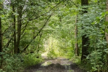 Harderbos tussen zomer en herfst