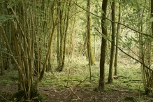 Harderbos tussen zomer en herfst