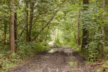 Harderbos tussen zomer en herfst