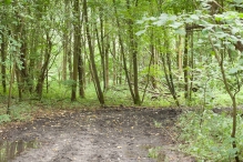 Harderbos tussen zomer en herfst