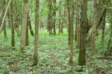 Harderbos tussen zomer en herfst