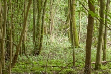 Harderbos tussen zomer en herfst