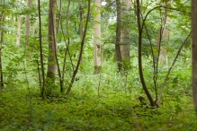 Harderbos tussen zomer en herfst