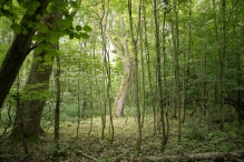Harderbos tussen zomer en herfst