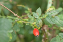 Harderbos tussen zomer en herfst