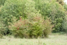 Harderbos tussen zomer en herfst