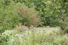Harderbos tussen zomer en herfst