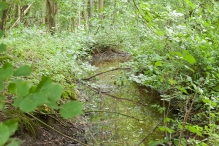 Harderbos tussen zomer en herfst