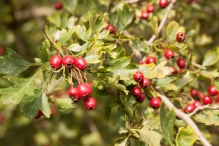 Harderbos tussen zomer en herfst