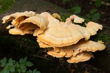 Harderbos tussen zomer en herfst