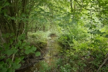 Harderbos tussen zomer en herfst