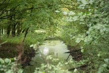 Harderbos tussen zomer en herfst