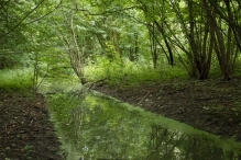 Harderbos tussen zomer en herfst