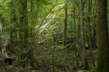 Harderbos tussen zomer en herfst
