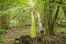 Harderbos tussen zomer en herfst