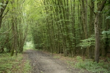 Harderbos tussen zomer en herfst