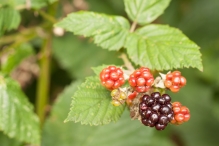 Harderbos tussen zomer en herfst