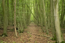 Harderbos tussen zomer en herfst