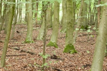 Harderbos tussen zomer en herfst