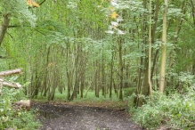 Harderbos tussen zomer en herfst