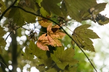 Harderbos tussen zomer en herfst