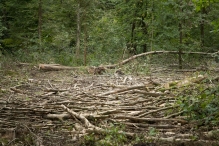 Harderbos tussen zomer en herfst