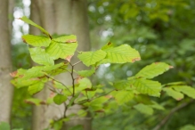 Harderbos tussen zomer en herfst